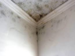 Best Mold Removal for HVAC Installations in Riverview Rk, PA